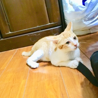 保護した子猫の里親募集