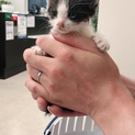 ハチワレ仔猫