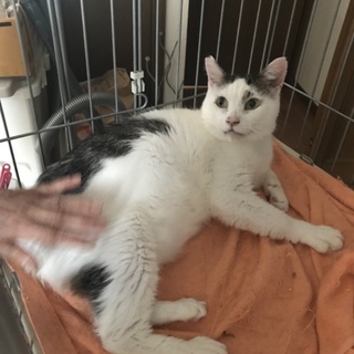 緊急里親募集中！！