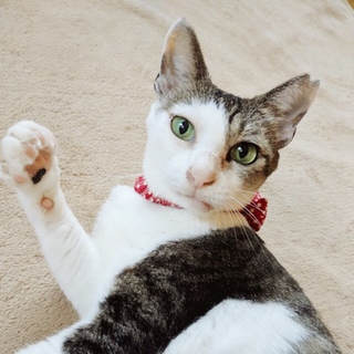 落ち着いた大人猫【はな】