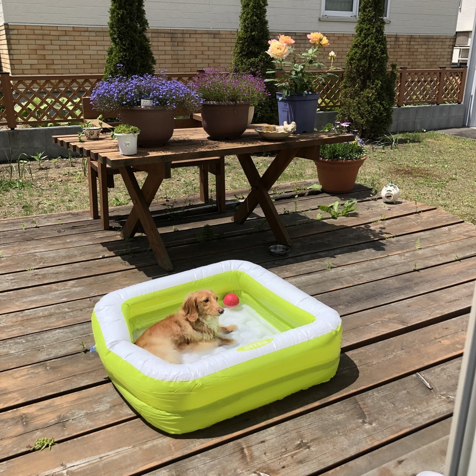 さくらのカバー写真