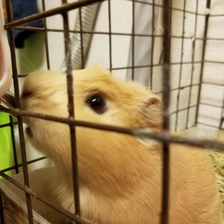 訳ありモルモットちゃんです