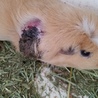 訳ありモルモットちゃんです サムネイル3