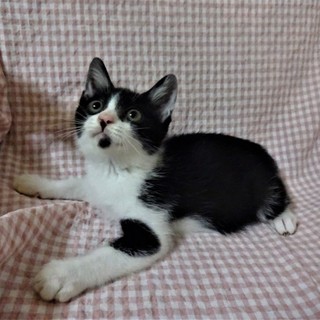 探検家、冒険家のゴマちゃん