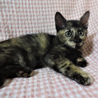 大人しそうで実は・・・な、夏海ちゃん