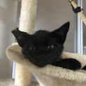 黒猫兄弟 しっぽ長くてひょろり