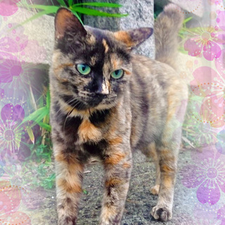 サビ柄の女の子