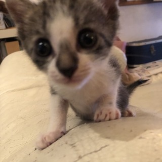めっかわ　あまえんぼうのきじしろ小次郎　