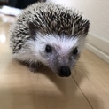 ハリネズミ １歳