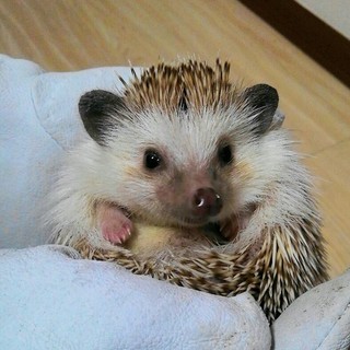 オスのハリネズミ