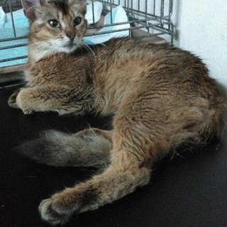 少し長毛のミウちゃん♀