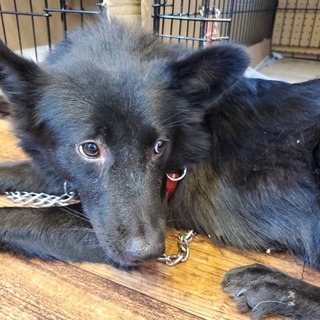 甲斐犬風のこの子を助けてください。