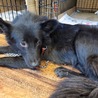 甲斐犬風のこの子を助けてください。 サムネイル3