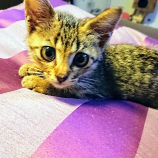 ★人大好き★初めて飼われる方にもおすすめです★