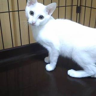真っ白の　ベーラちゃん♀