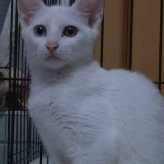 オッドアイの白猫　ランプちゃん♀