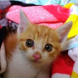 急募