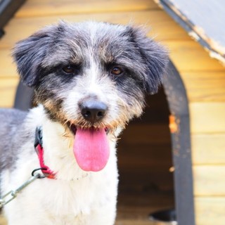 宮古島のムクです