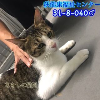 人馴れ抜群！甘えん坊の白キジ君♂ 040