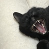 アクビも野性味あってかわいい