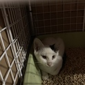 生後5ヶ月の子猫