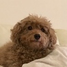 おかるどん