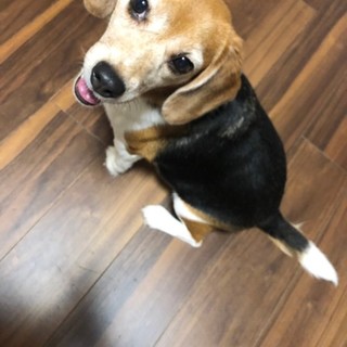 少し食いしん坊だけど賢く忠実なビーグル女の子