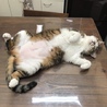 はむねこ
