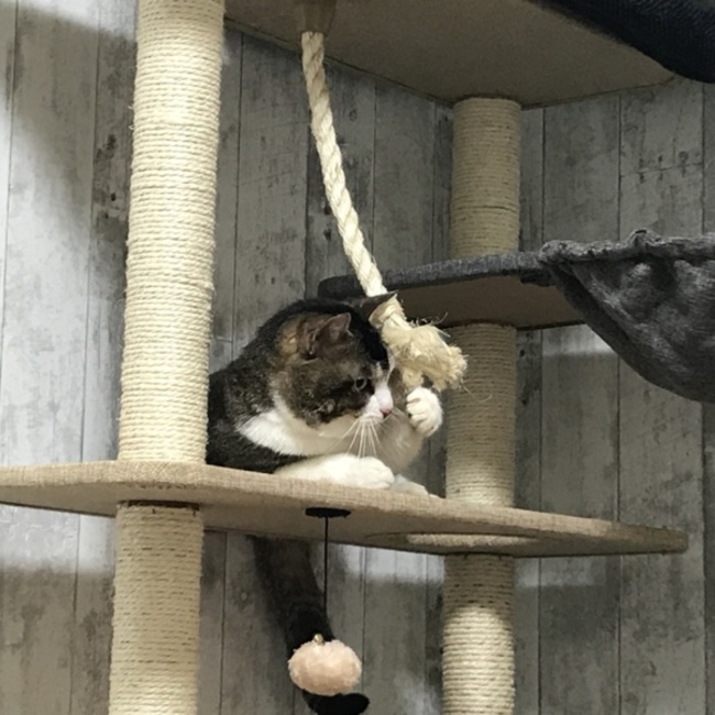 るるくん。のカバー写真