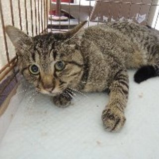 【緊急】８/８期限・延長なし・生きるチャンスを！！