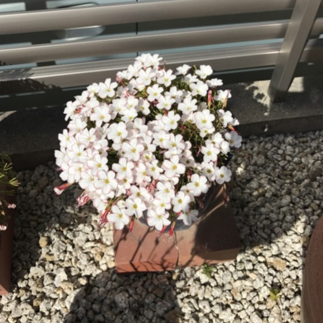 マリンの母のカバー写真