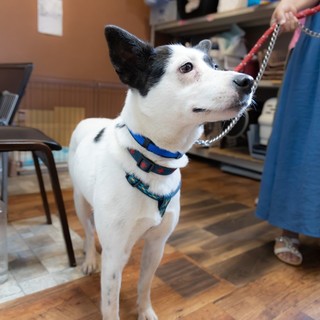 この子を助けてください。