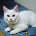 白いスコティッシュちゃん家族探してます
