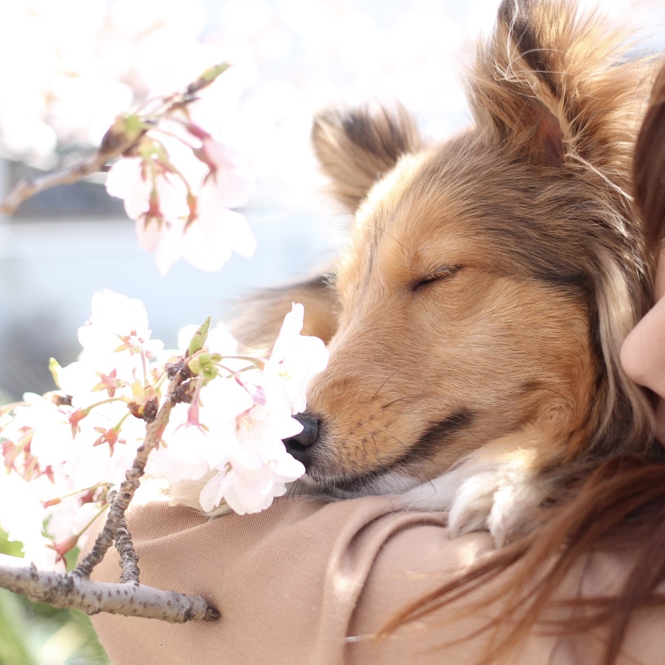 小桜 (さくら)のカバー写真