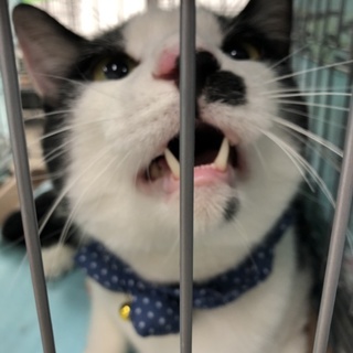 甘えたいにゃ暴れたいにゃ！富士山鍵尻尾目出度い猫。