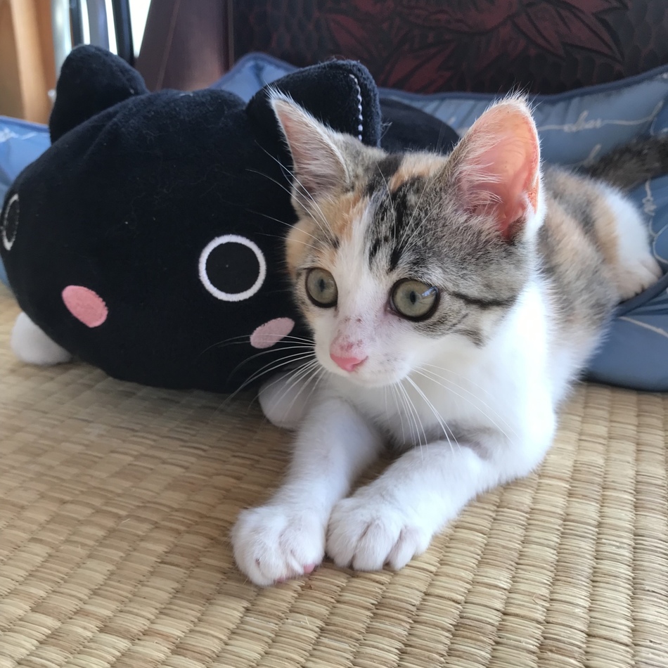 ハルのカバー写真