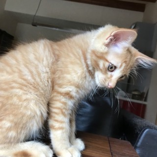 長毛になりそうな茶トライケニャン君