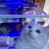小王子