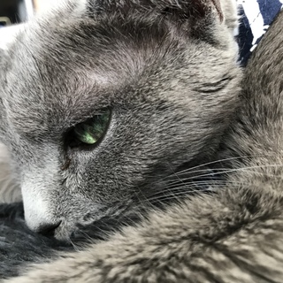 ロシアンブルーのおばあちゃん