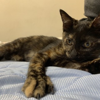 気品サビのチーちゃん