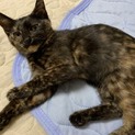 上品なサビ猫ポンちゃん