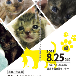 写真パネル展　赤ちゃんネコのすくいかた