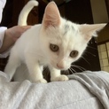 甘えん坊白猫くんの家族になってください