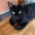 クロ 一歳 母猫です 