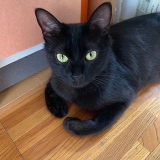 クロ 一歳 母猫です 