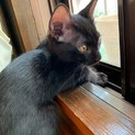 ゼット 元気いっぱいで走り回る、ヤンチャな男の子