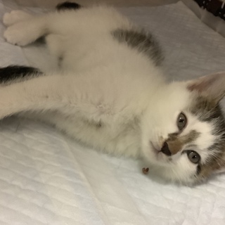 保護っ子に救いの手を