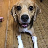 ベル