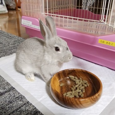 ペレットも美味しいです！