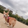 可愛いお顔のコーギーちゃんです サムネイル2